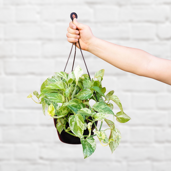 Pothos - Marble Queen - LARGE
