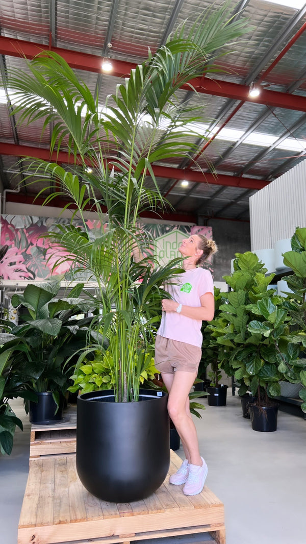 Kentia Palm
