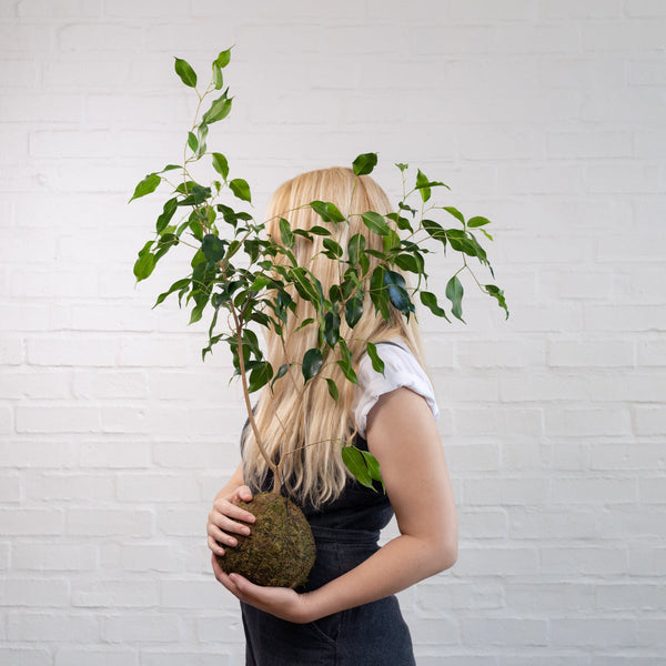 Weeping Fig Mossball