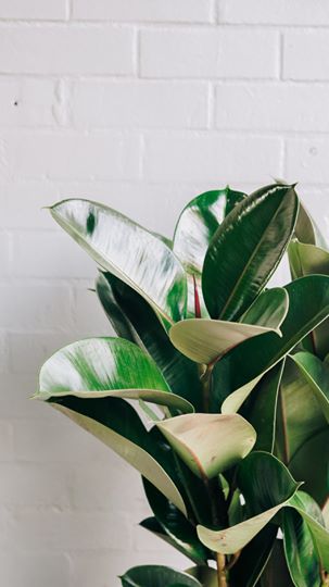 Rubber Plant Robusta