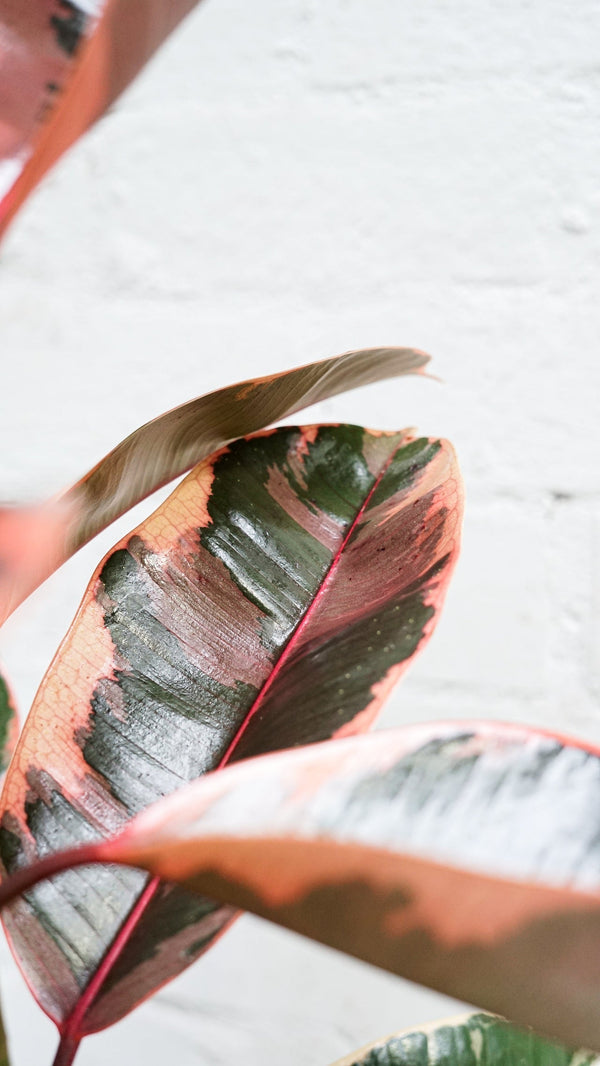 Rubber Plant Ruby