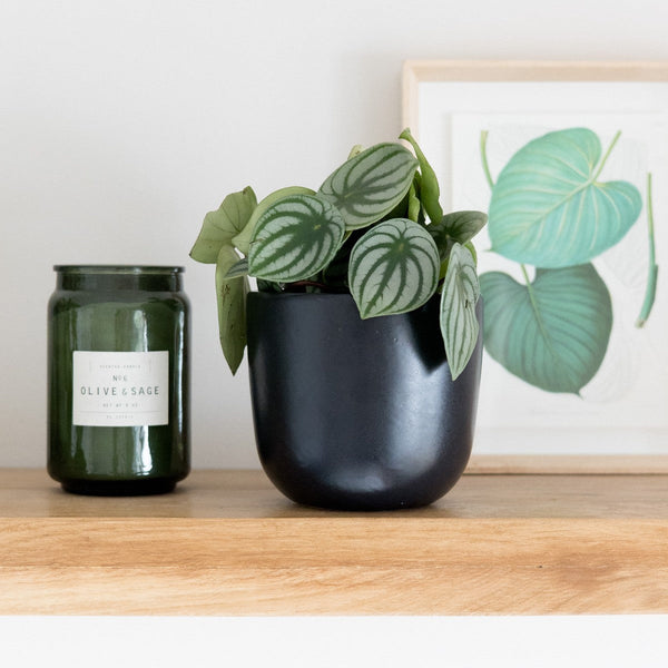 Watermelon Peperomia